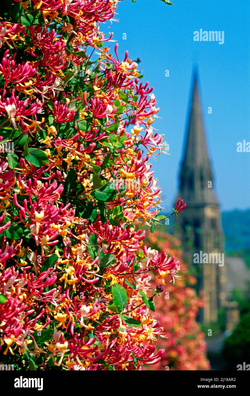 Regno Unito, Derbyshire, Edensor, con fiori huneysuckle, Foto Stock