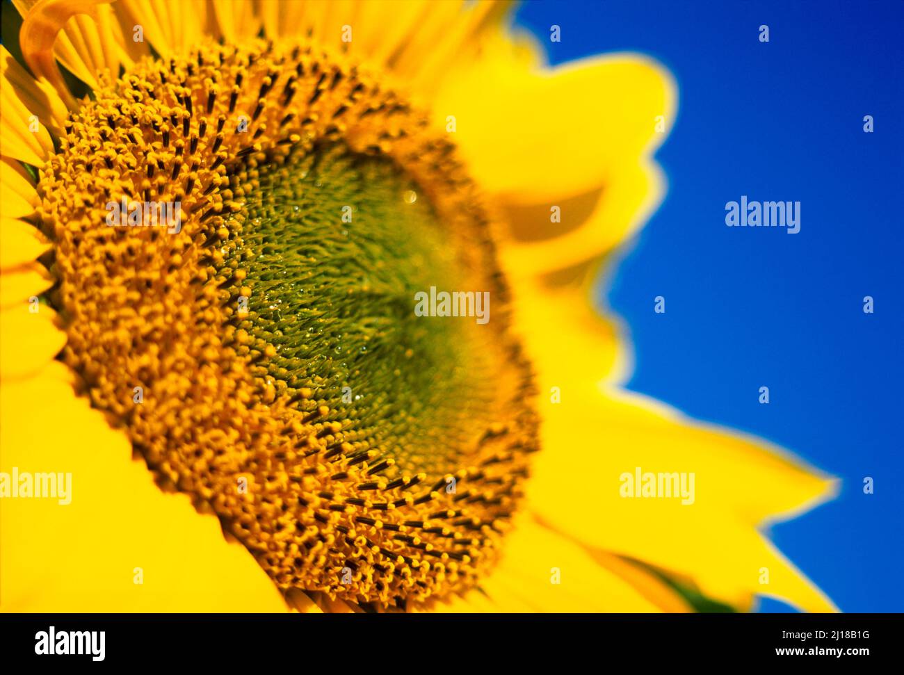 girasole, dettaglio, Foto Stock