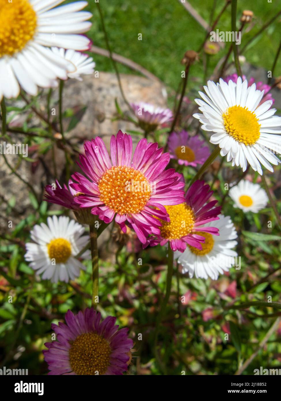 Regno Unito, Inghilterra. Fleabane messicane o Wall Daisy, (Erigeron karvinskianus) che crescono su un muro nel Devon. Foto Stock