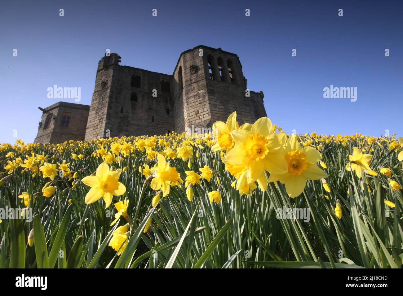 Warkworth Castle in Northumberland & Daffodils, UK, 23rd March, 2022, Credit: DEW/Alamy Live News Foto Stock