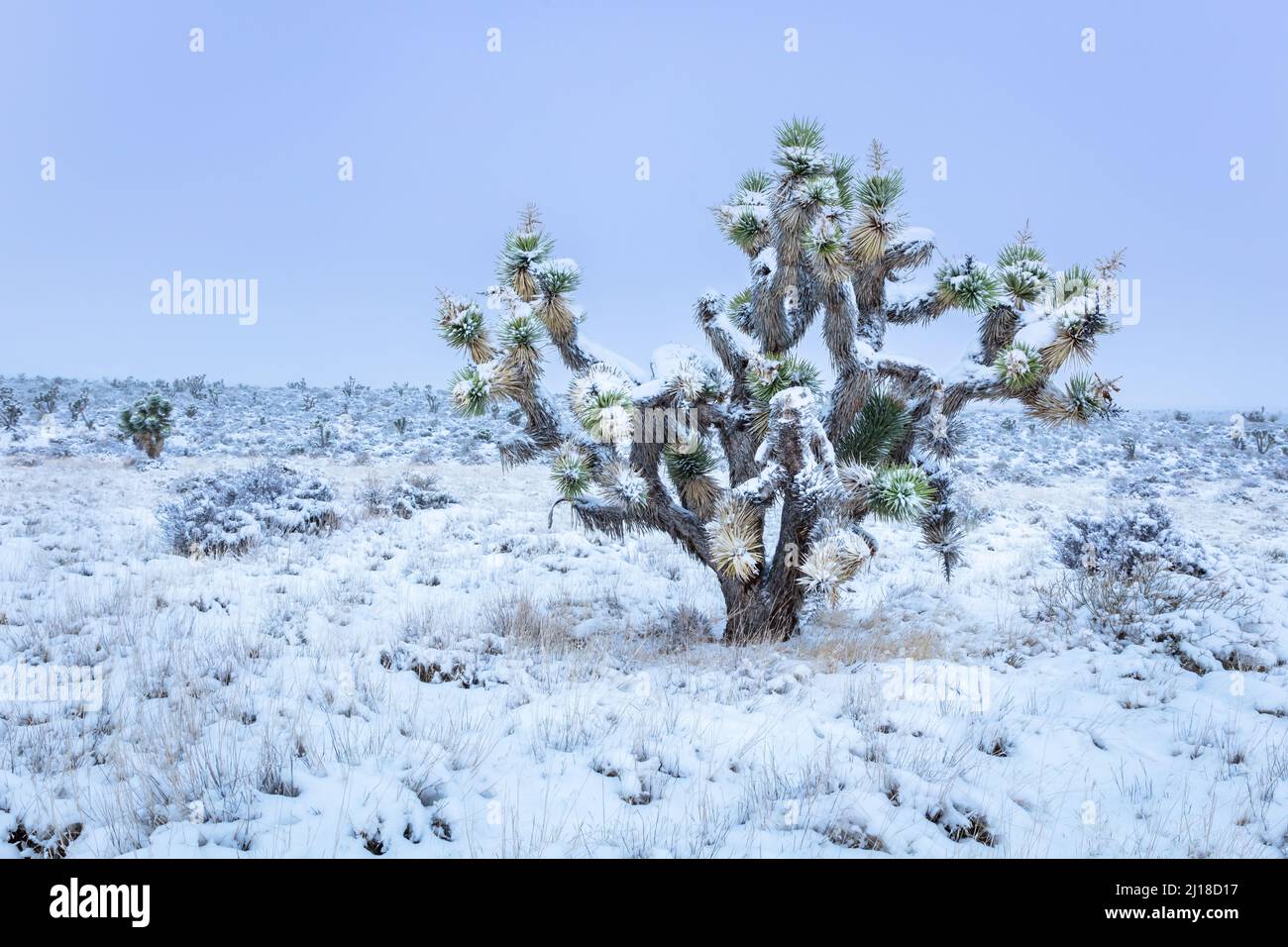 Joshua albero polverato di neve Foto Stock