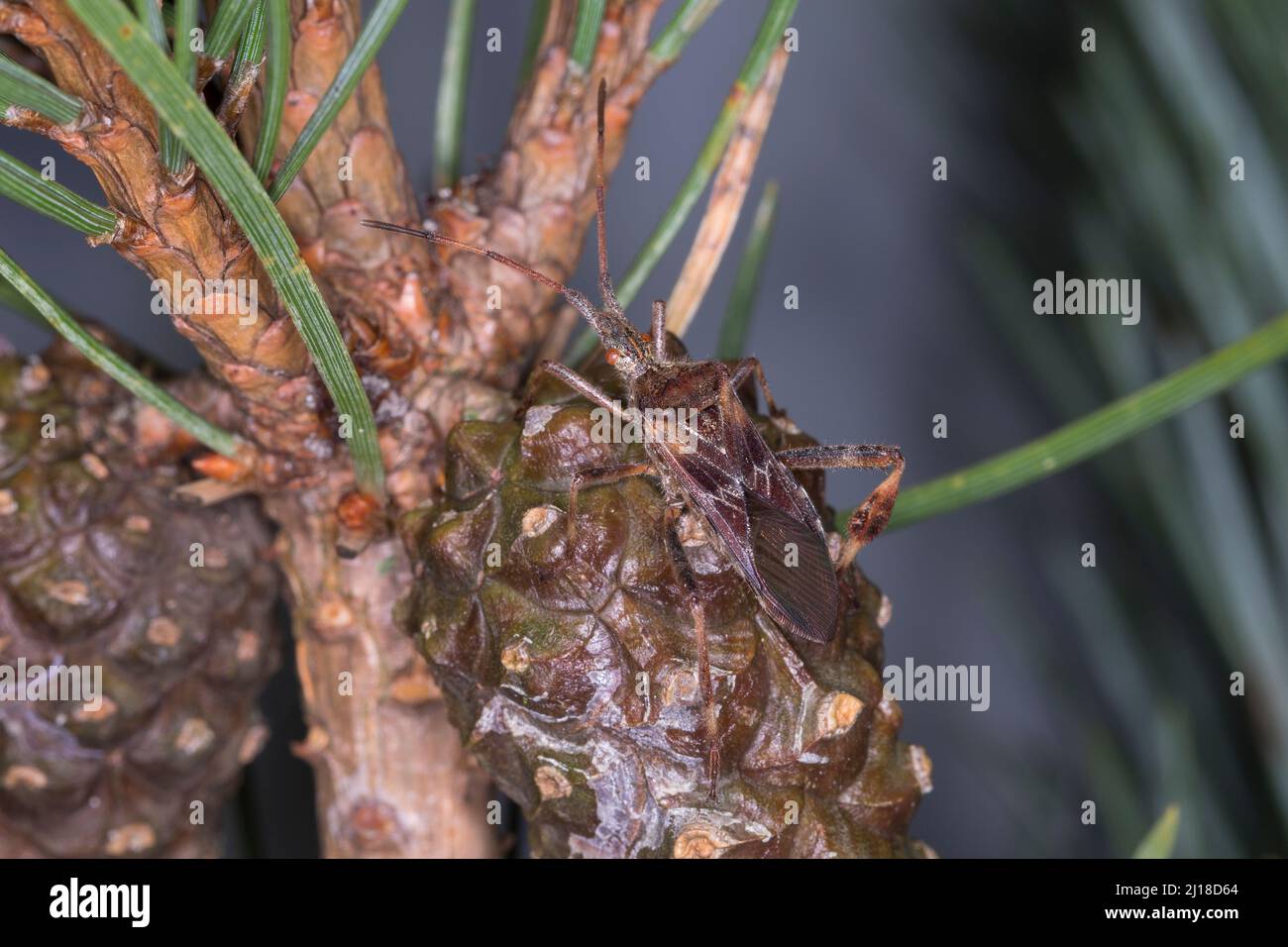 Amerikanische Kiefernwanze, Kiefernwanze, amerikanische Zapfenwanze, Nordamerikanische Zapfenwanze, Leptoglossus occidentalis, western conifer seme bu Foto Stock