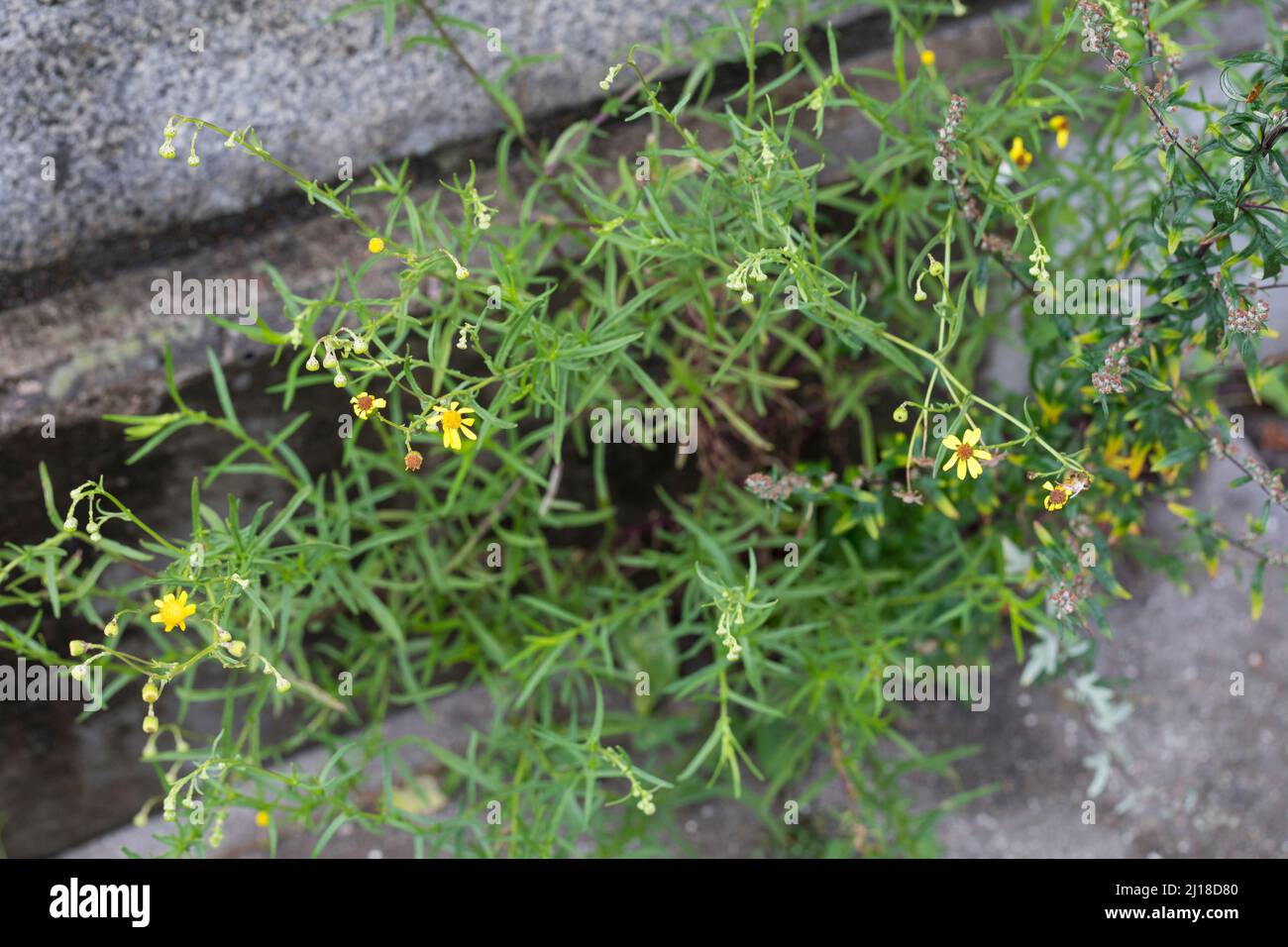 Schmalblättriges Greiskraut, Schmalblättriges Kreuzkraut, Südafrikanisches Greiskraut, Senecio inaequidens, Senecio mieianus, Senecio vimineus, narr Foto Stock