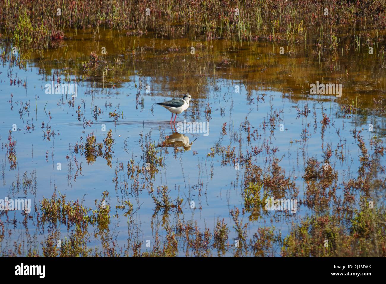 Palafitte dalle ali nere nel Parco Regionale Salinas y Arenales del Mar Menor. Murcia. Spagna. Foto Stock