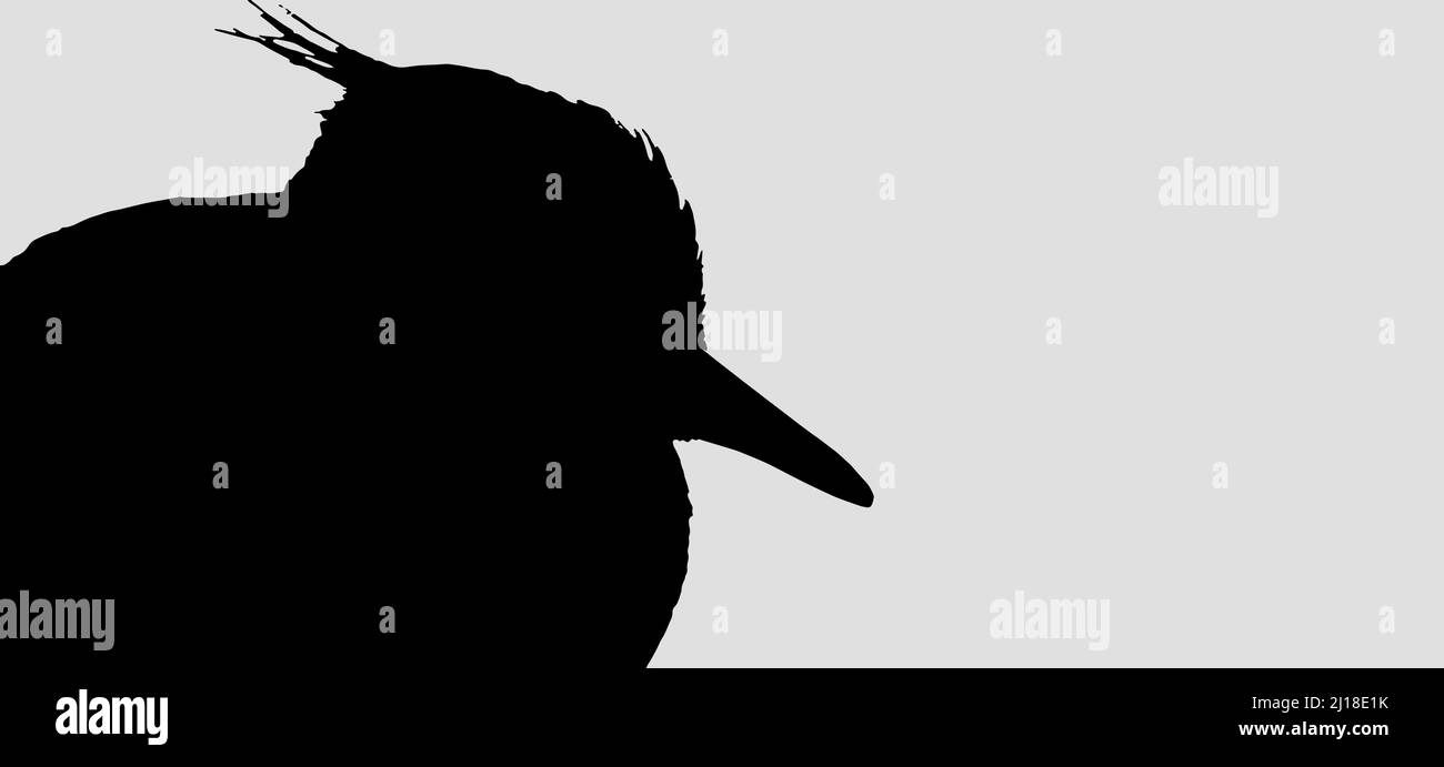 l'uccello lappato, silhouette nera su grigio Illustrazione Vettoriale