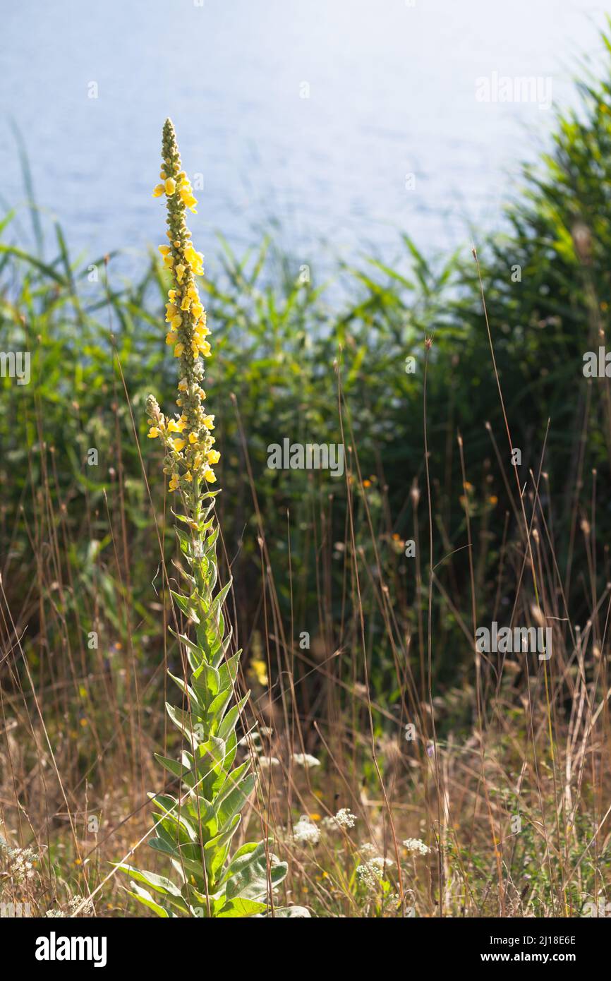 Fiori gialli selvatici in una giornata di sole. Verbascum densiflorum, il mullein di fiore denso, è una specie vegetale del genere Verba Foto Stock