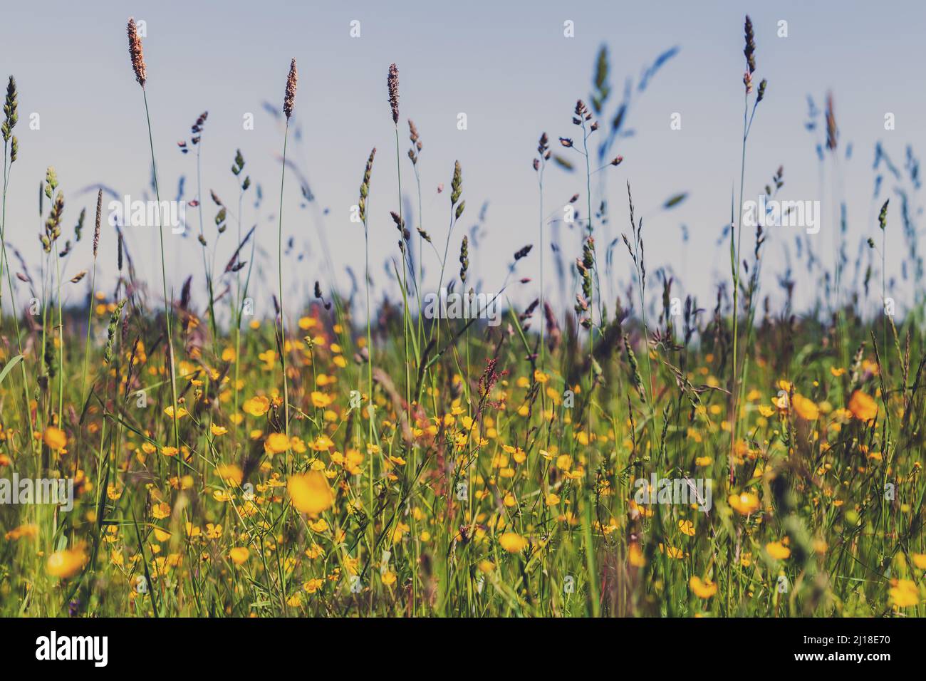 Sfondo del prato estivo, foto naturale con soft focus selettivo Foto Stock