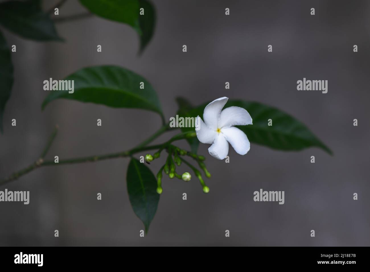 Fiore tropicale bianco. Tabernaemontana divaricata, comunemente chiamata fiore a ruota, gelsomino di colza, rosebay dell'India orientale e corona di Neros Foto Stock