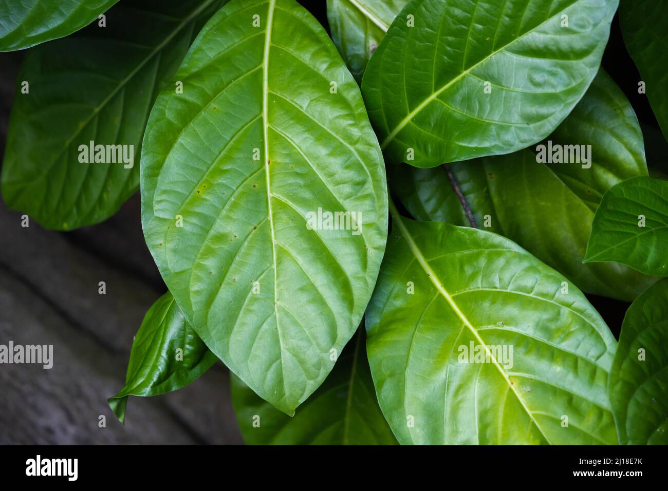 Sfondo naturale con foglie tropicali verdi. Foto ravvicinata con messa a fuoco selettiva Foto Stock