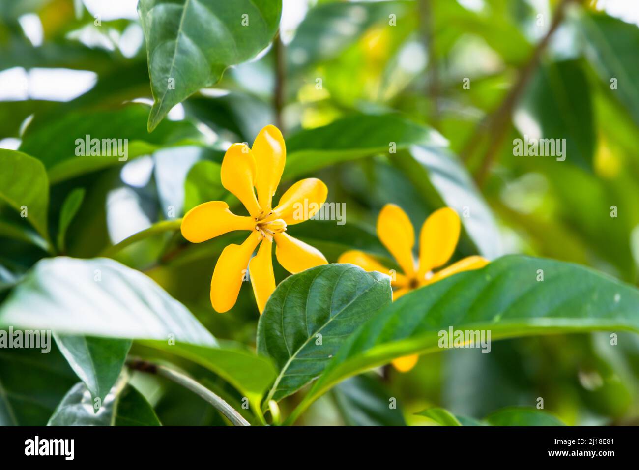 Fiori gialli di gardenia, primo piano foto naturale con messa a fuoco morbida selettiva Foto Stock