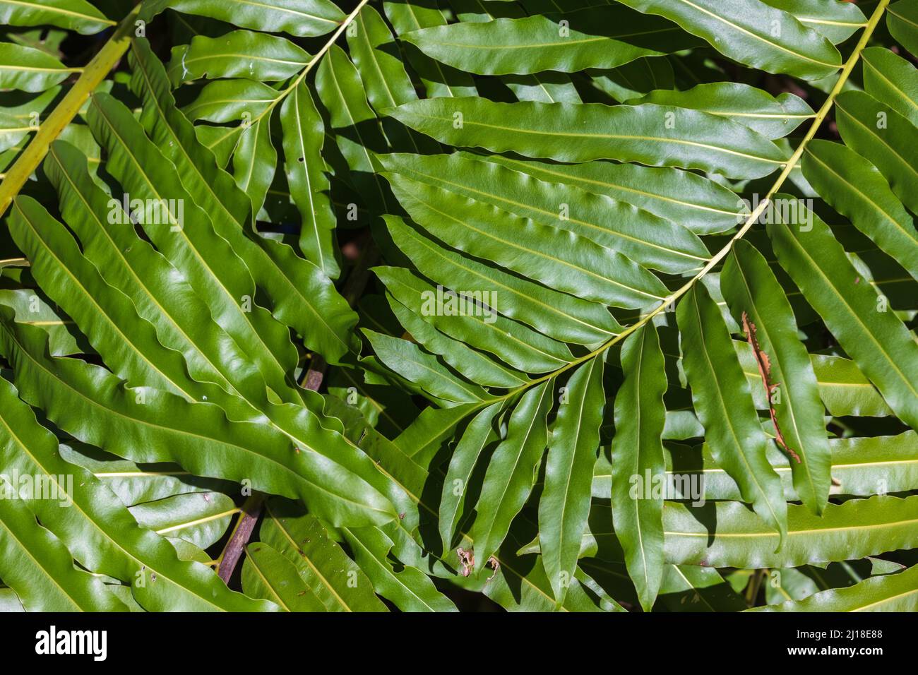 Verde tropicale lascia foto di sfondo, foto di primo piano. Modello naturale Foto Stock