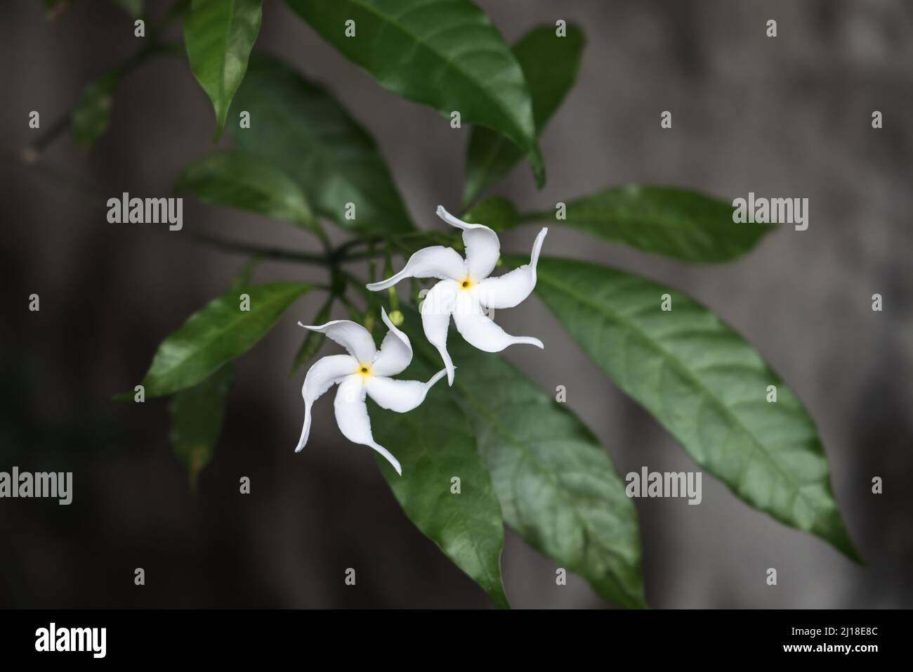 Fiori tropicali bianchi di Tabernaemontana divaricata, comunemente chiamato fiore a ruota, gelsomino di colza, rosebay dell'India orientale e corona di Neros Foto Stock