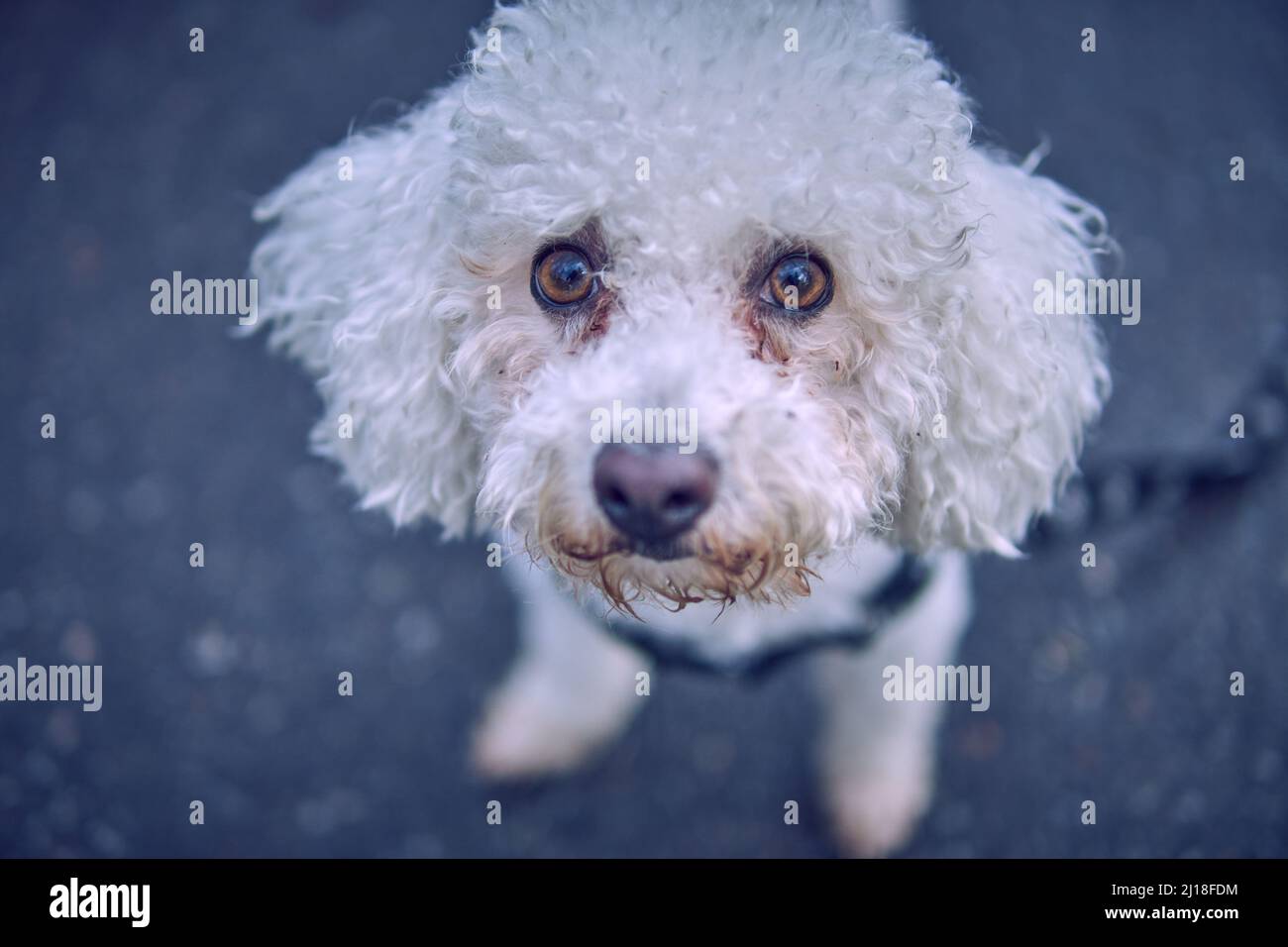primo piano bianco bichon frisse cane faccia con piercing guardare all'aperto. sfondo sfocato Foto Stock