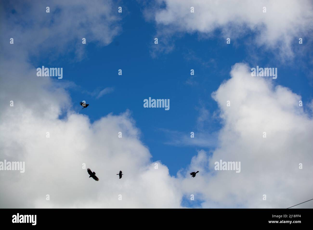 Nuvole e volo uccelli tema sfondo Foto Stock