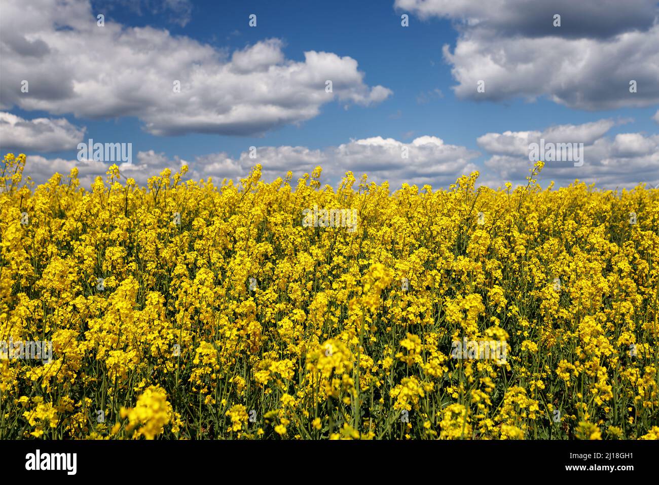 campo di canola sotto cielo azzurro con nuvole. Bandiera Ucraina Foto Stock