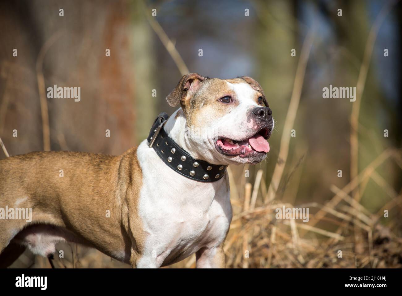 Cane maschio Bulldog marrone e bianco Foto Stock