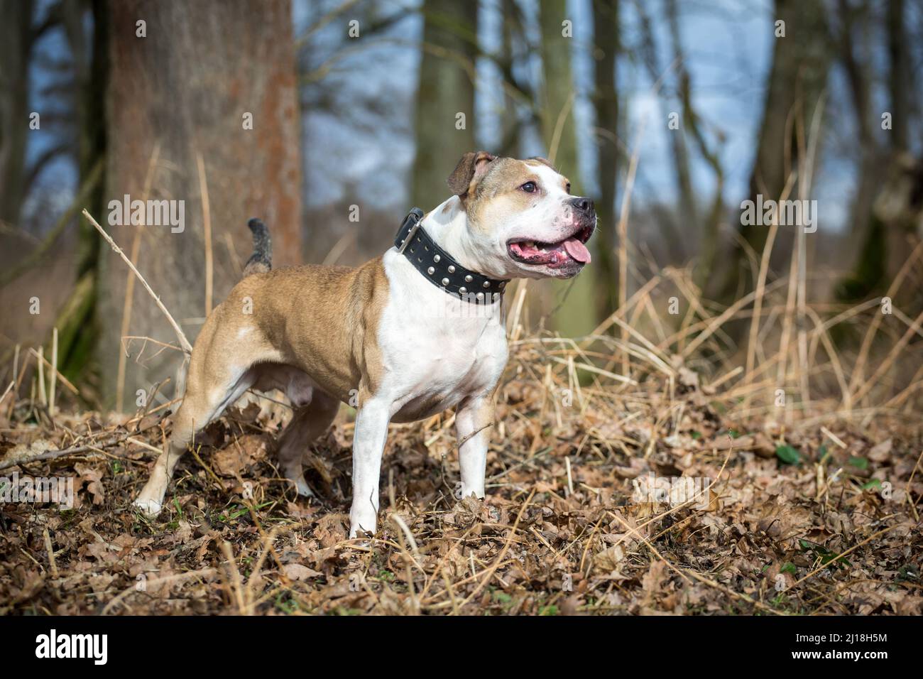Cane maschio Bulldog marrone e bianco Foto Stock