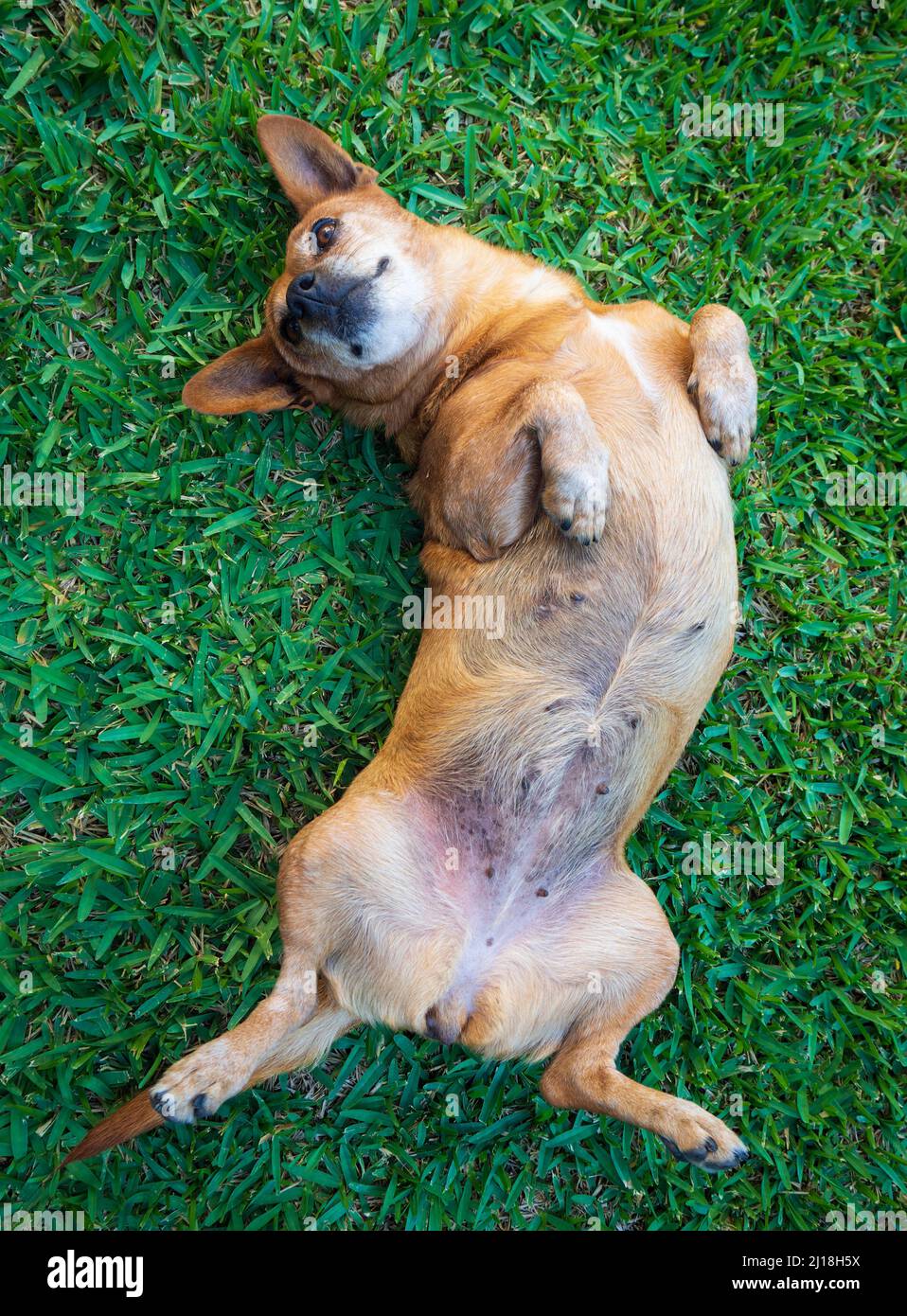 Un piccolo cane che giace sull'erba in giardino Foto Stock
