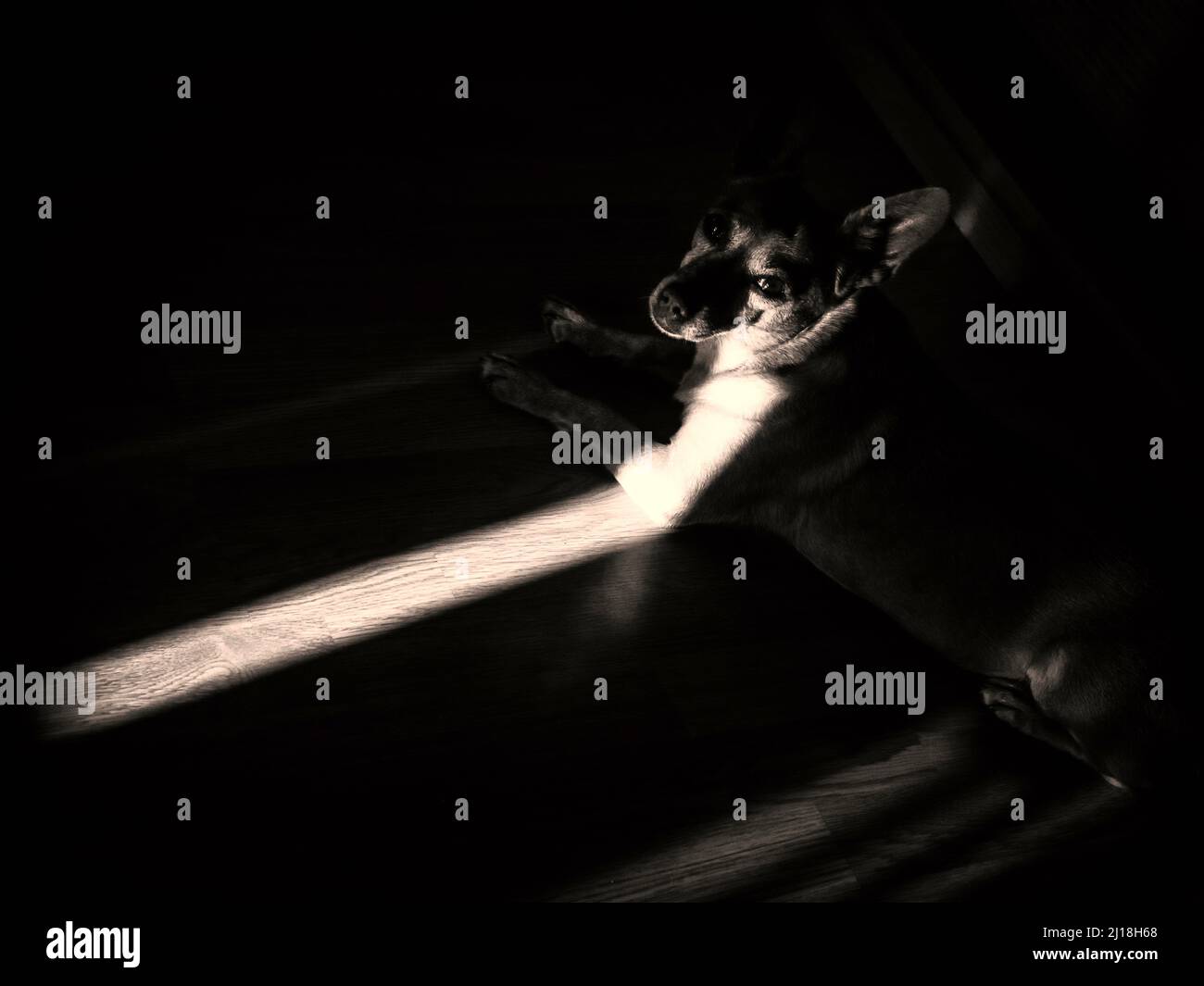 Un raggio di luce sulla faccia di un cane seduto sul pavimento della sua casa. Foto Stock