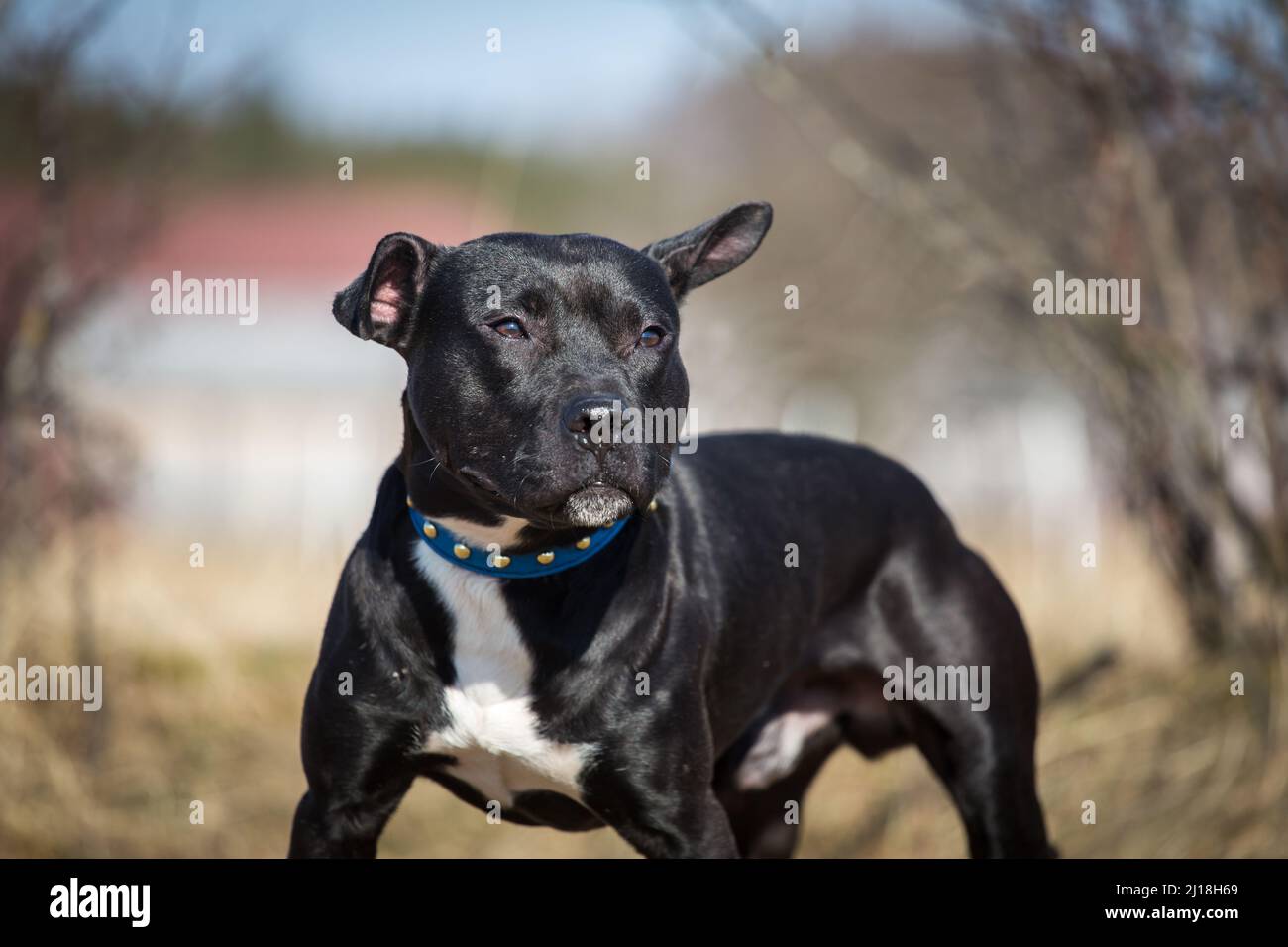 Black American Pit Bull Terrier Foto Stock