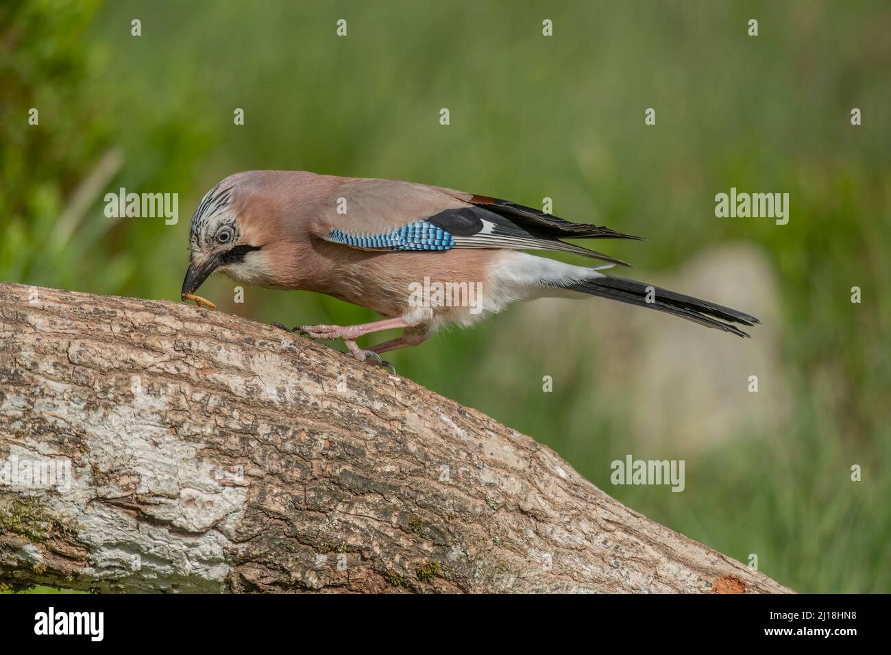 Jay arroccato su un tronco d'albero, mangiando un verme pasto con uno sfondo sfocato in un vicino bosco in estate Foto Stock