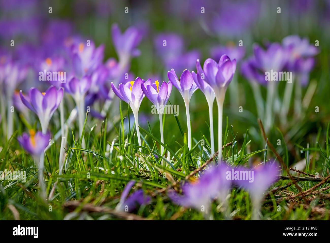 Bellissimi fiori di crocus, primavera naturale all'aperto sfondo Foto Stock