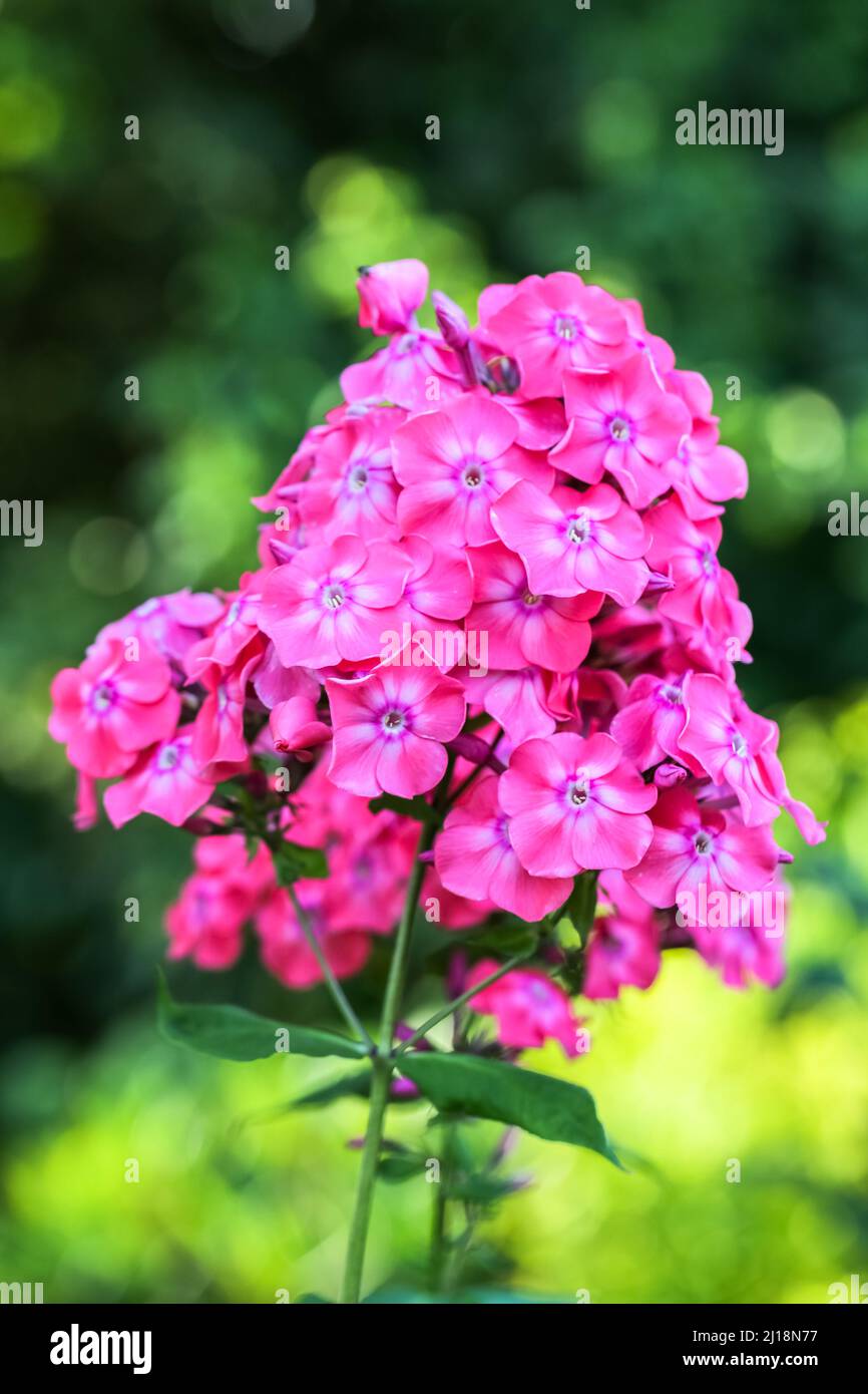 Giardino (Phlox Phlox paniculata), fiori d'estate Foto Stock