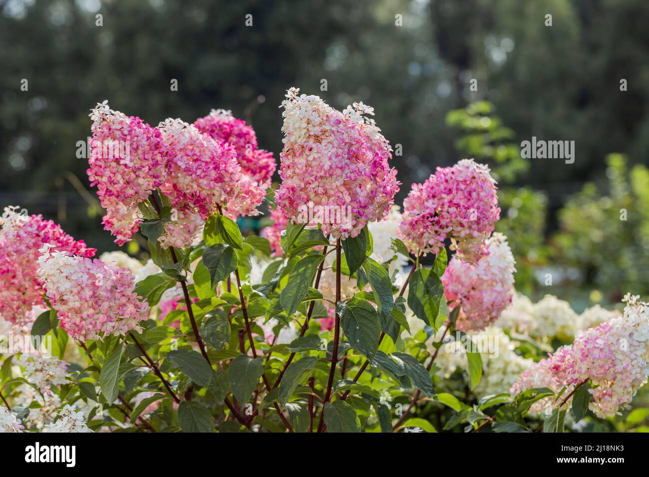 Idrangea paniculata Vanille Frise su uno stelo Foto Stock