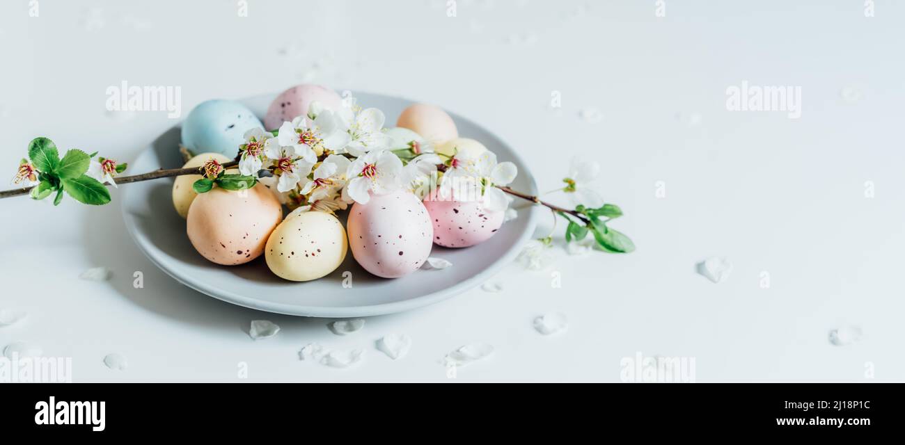 Uova di Pasqua colorate e ramo di albero fiorente sul piatto grigio con petali di fiori sul tavolo bianco. Buona Pasqua e primavera larga banner. Minimo Foto Stock