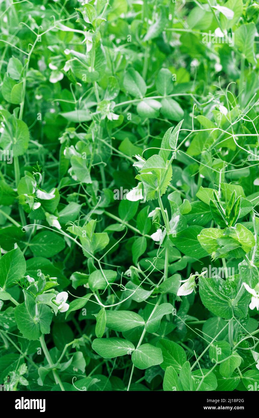 Germogli freschi di piselli micro-verdi. Rametti verdi di grani germogliati. Foto Stock