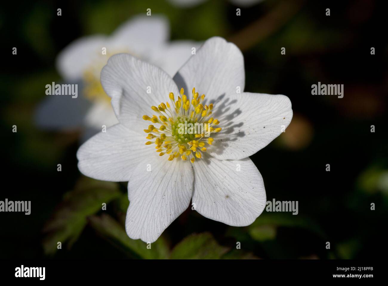 Fiori bianchi di Windflower o Thimbleweed all'inizio della primavera Foto Stock