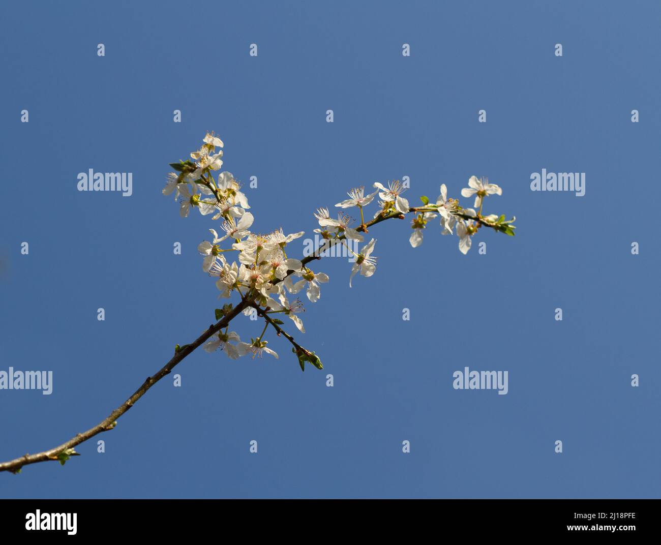 Fiore di prugna di Cerry contro un cielo blu Foto Stock