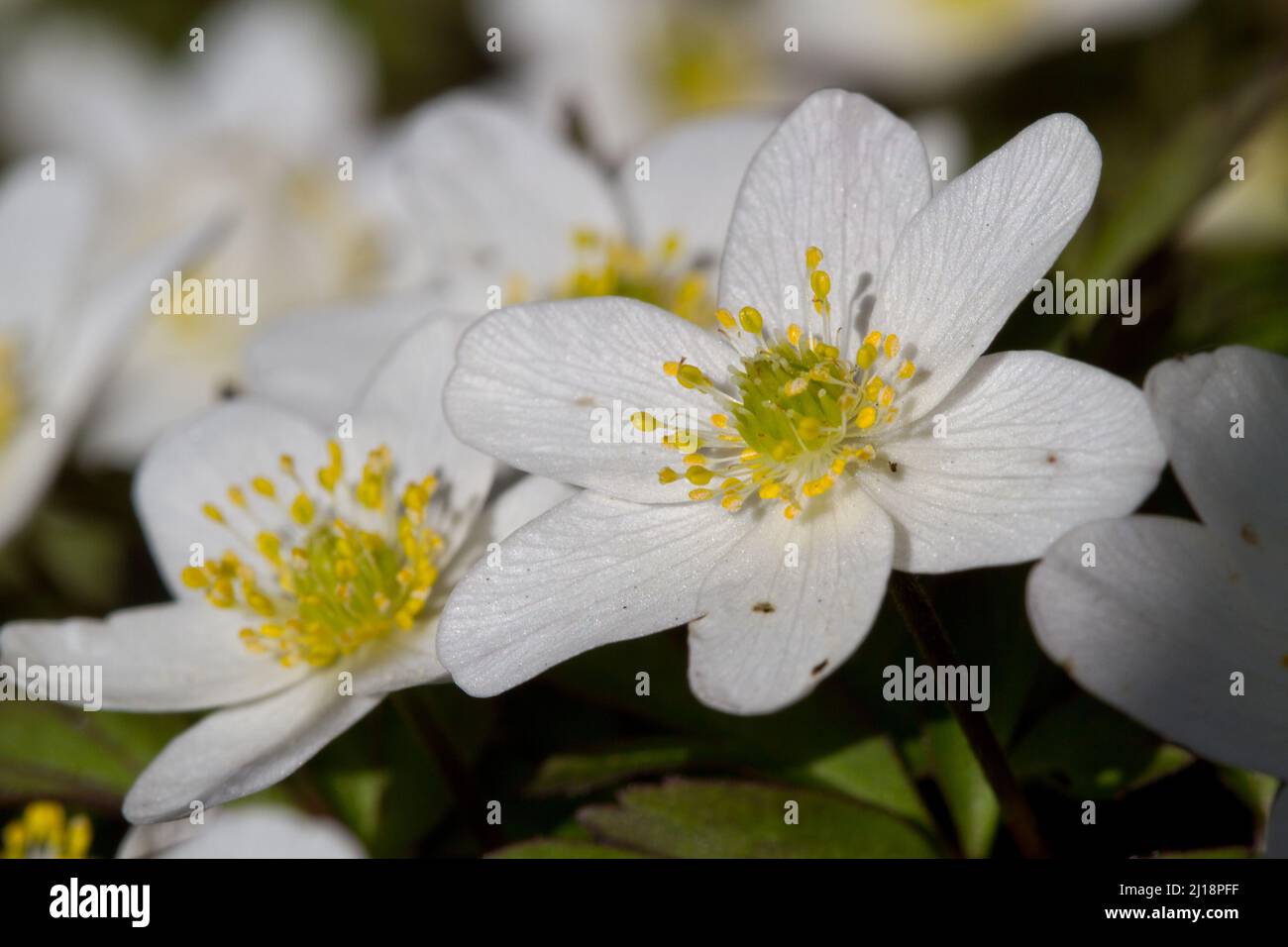 Fiori bianchi di Windflower o Thimbleweed all'inizio della primavera Foto Stock