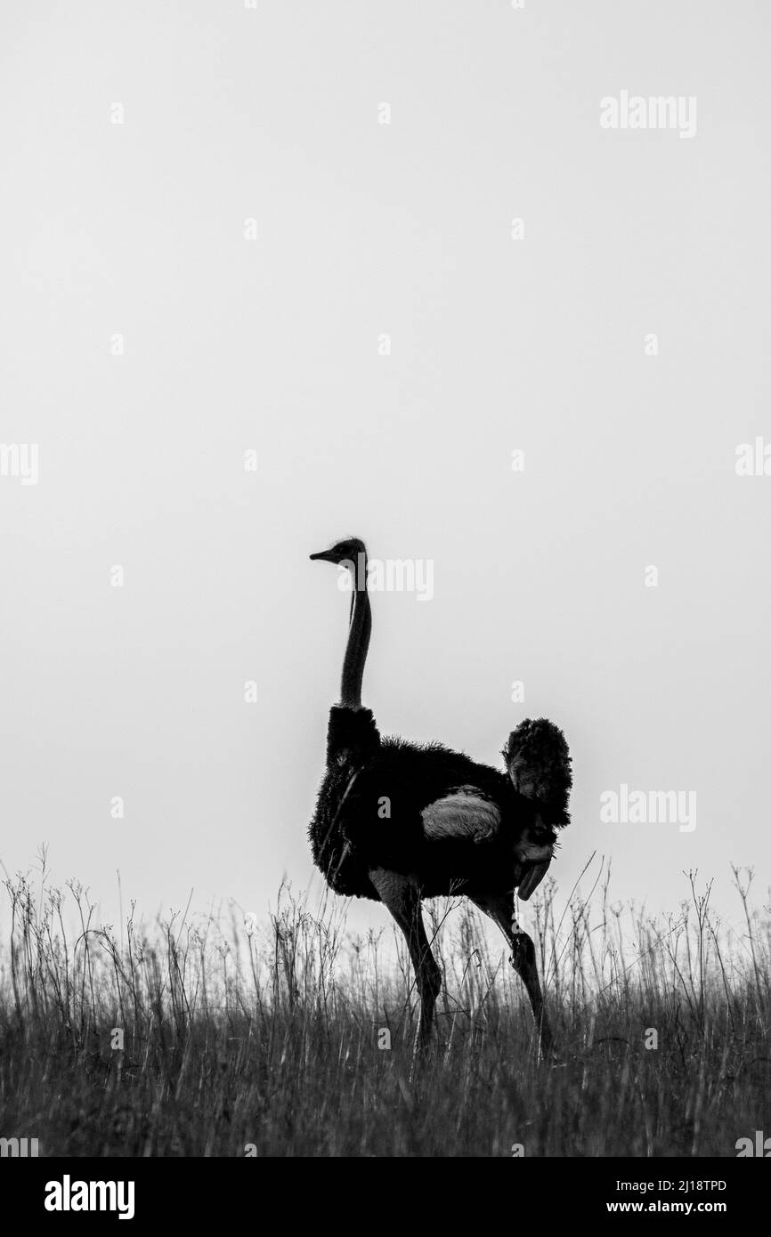 Struzzo, Parco Nazionale Kruger Foto Stock