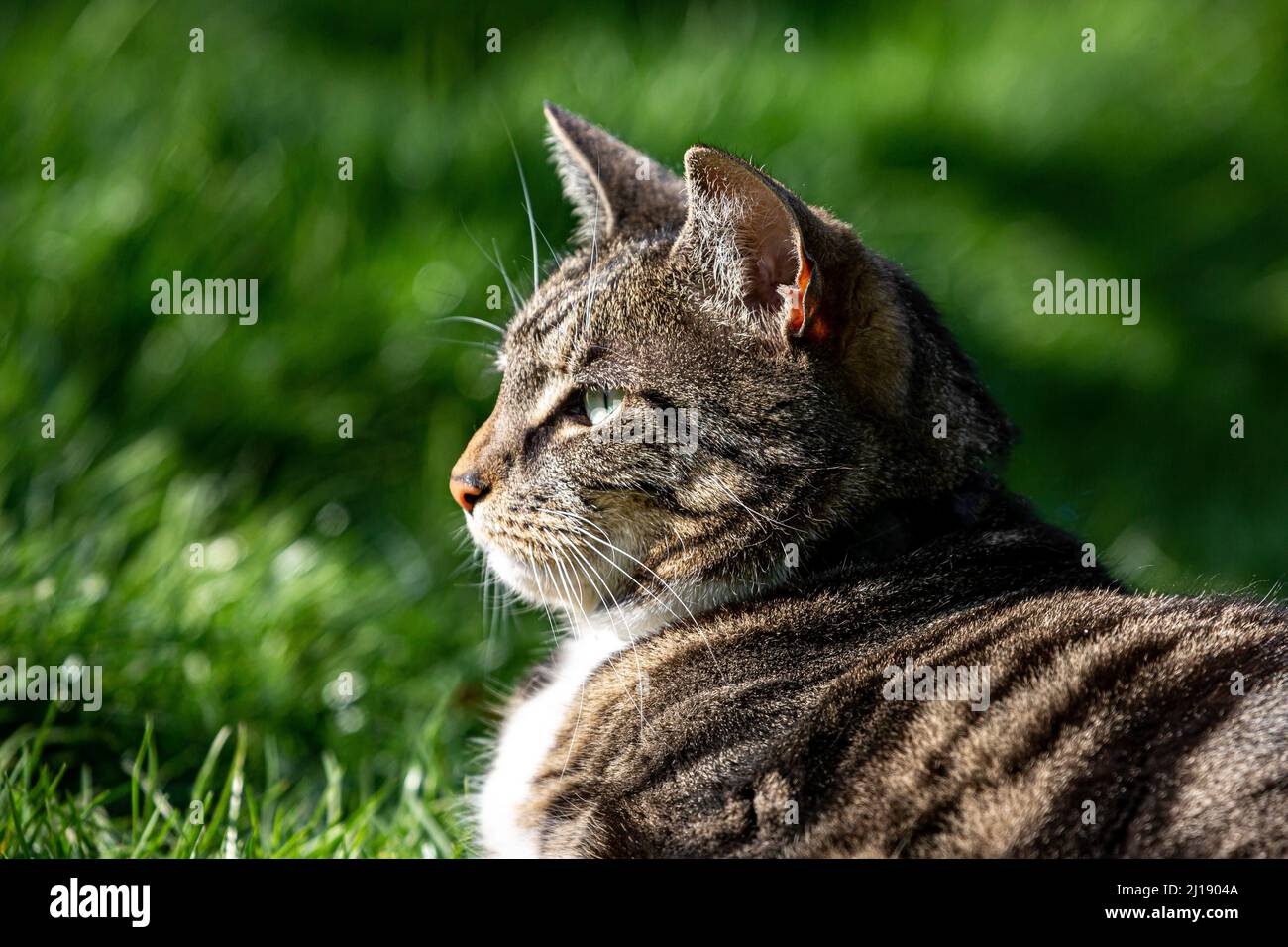 Una vista laterale di un gatto tabby al sole, con una profondità di campo poco profonda Foto Stock