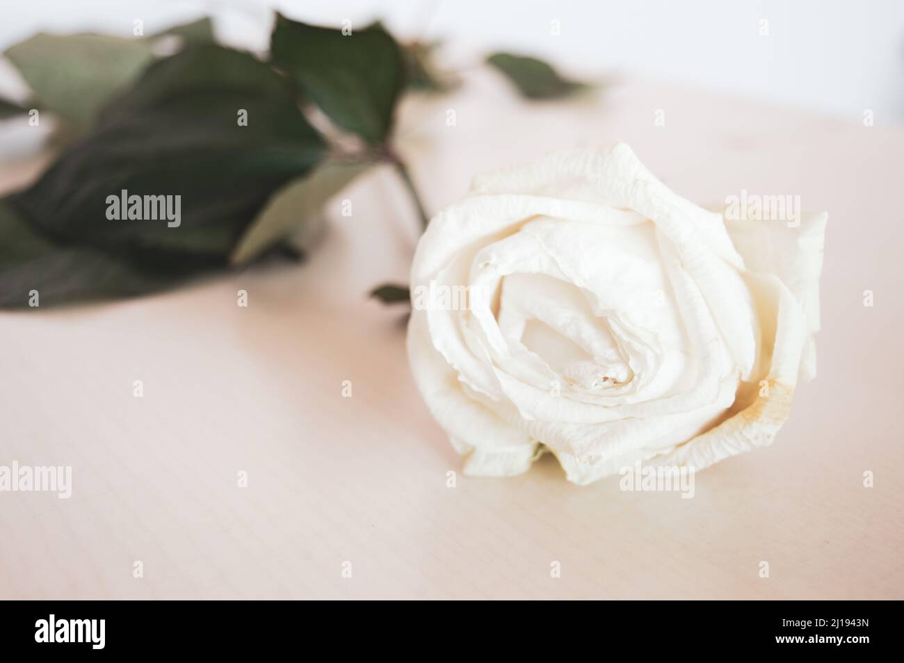 Rosa bianca appassita sul tavolo Foto Stock