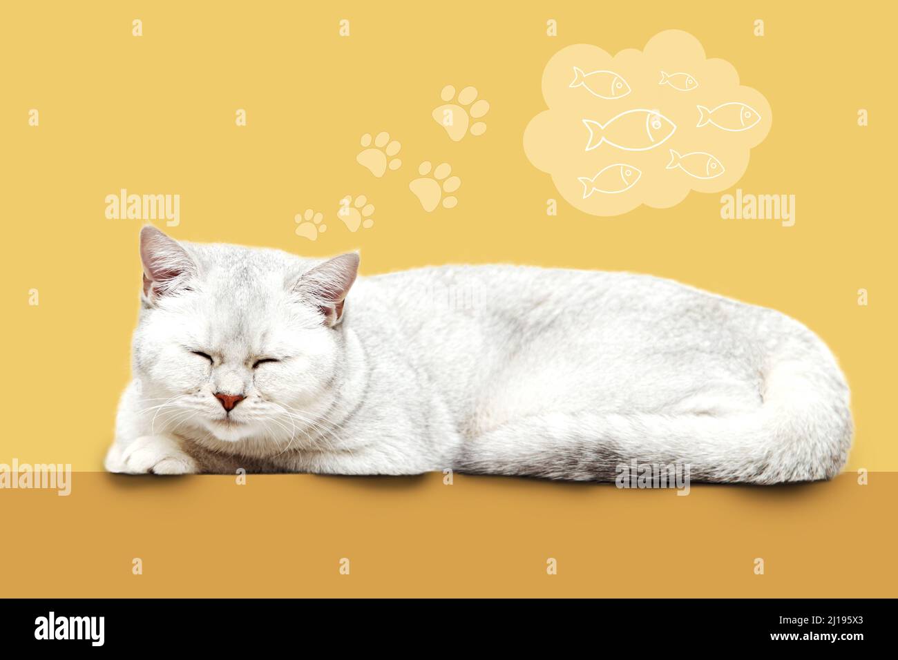 Il gatto sogna di pesce. Il gatto britannico dorme su uno sfondo giallo. Foto Stock