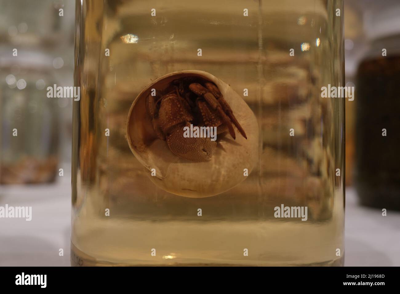 si tratta di un esemplare di creatura marina conservato in un vaso Foto Stock