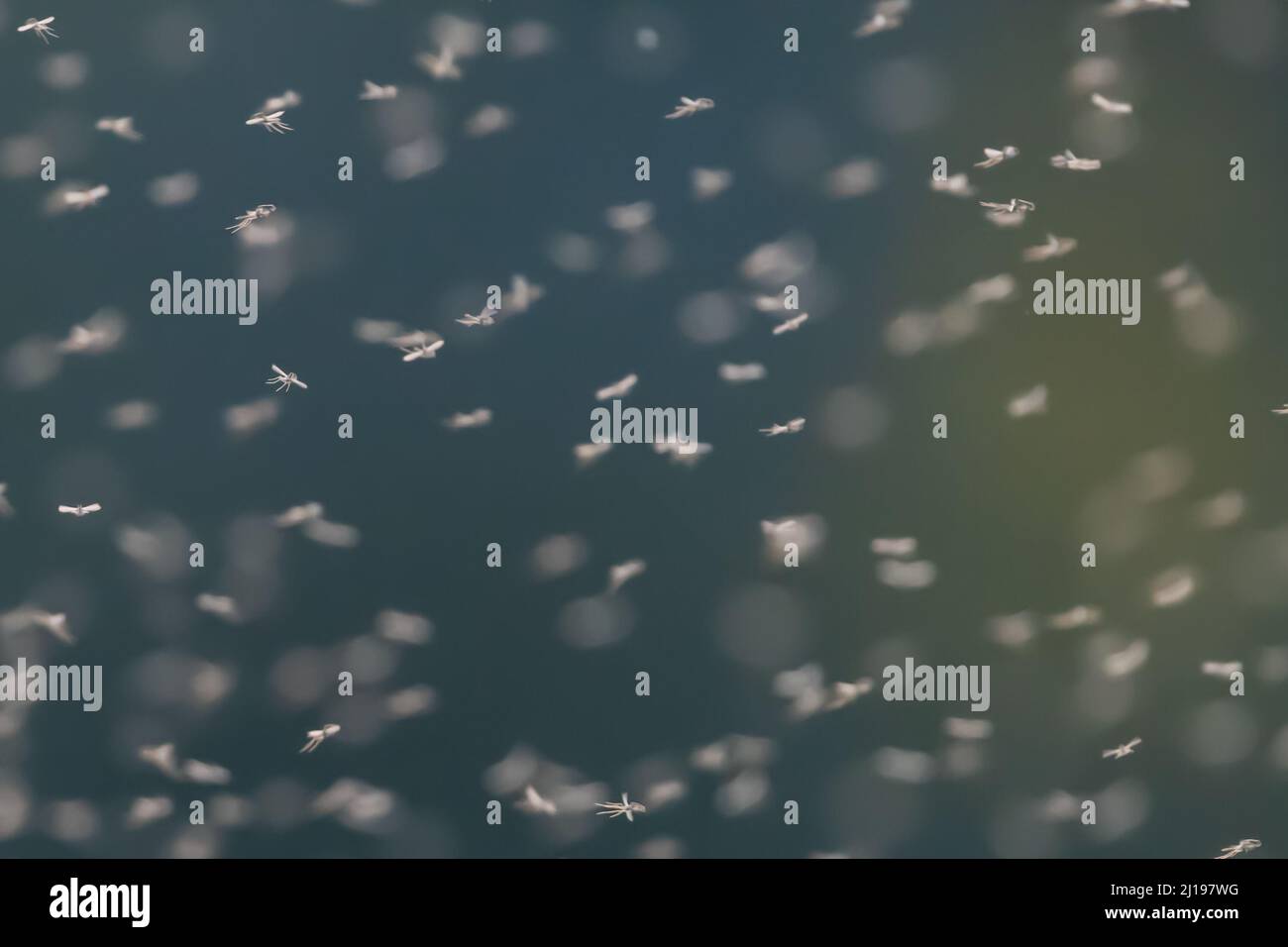 Gruppo o sciame di piccole mosche, gnats o midges in una serata calda Foto Stock