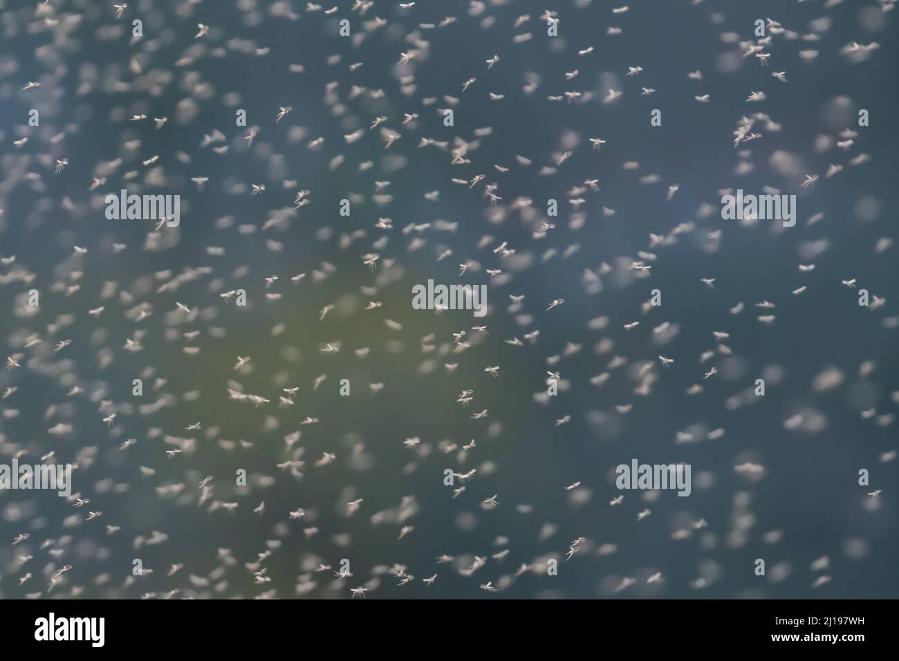 Gruppo o sciame di piccole mosche, gnats o midges in una serata calda Foto Stock