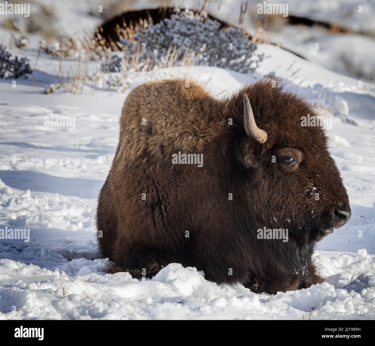 Bisonte nella neve nel Parco Nazionale di Yellowstone Foto Stock