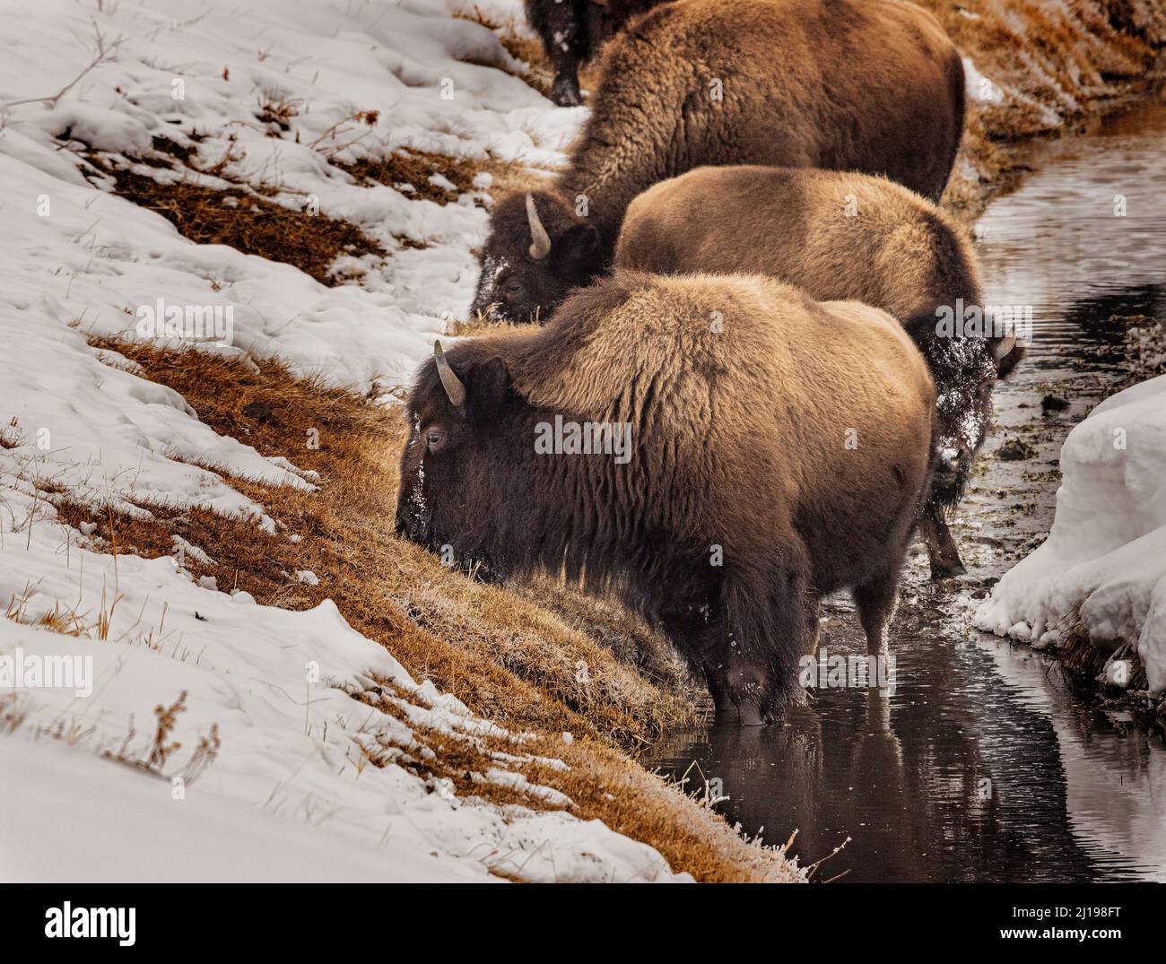 Bisonte nella neve nel Parco Nazionale di Yellowstone Foto Stock