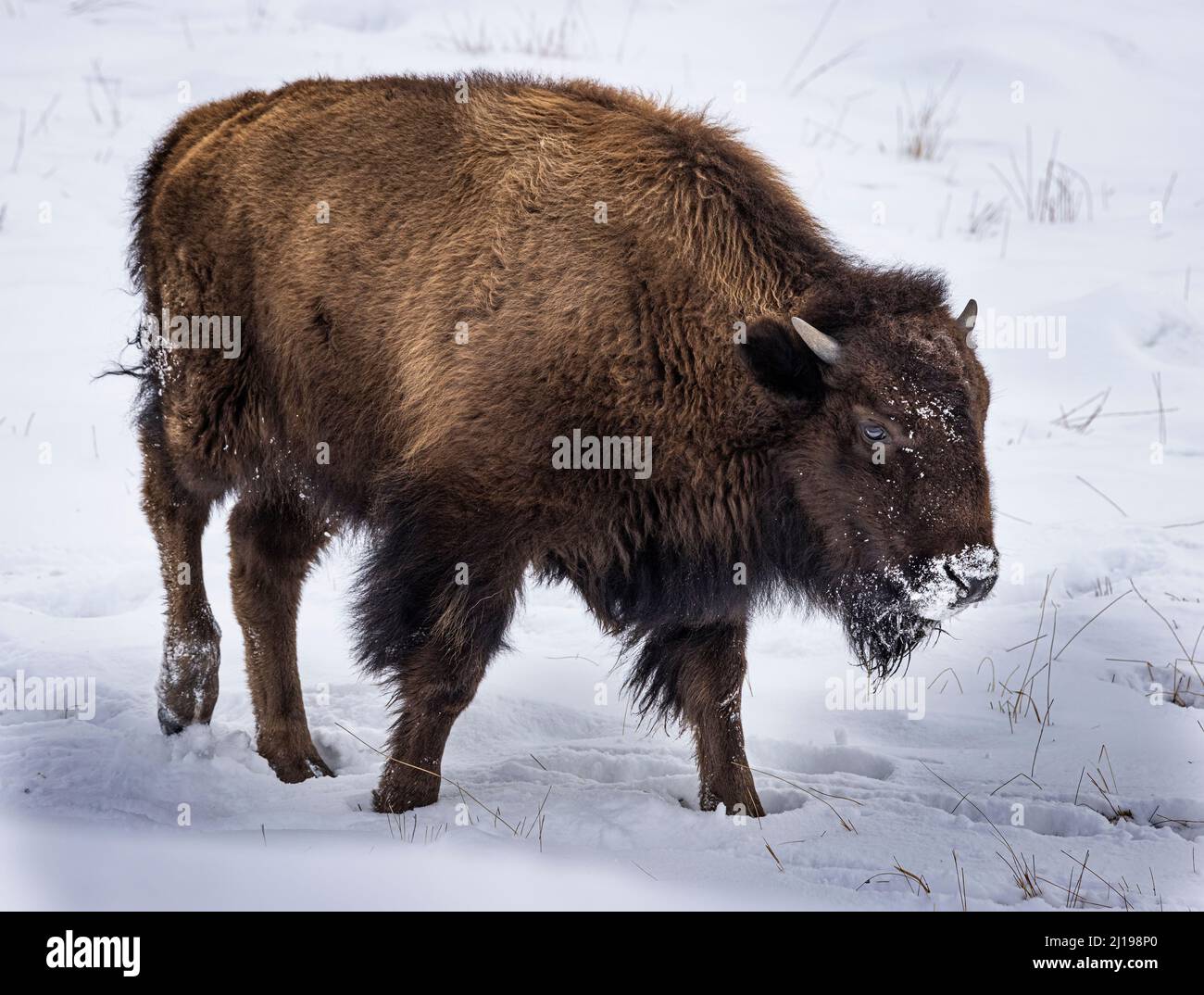 Bisonte nella neve nel Parco Nazionale di Yellowstone Foto Stock