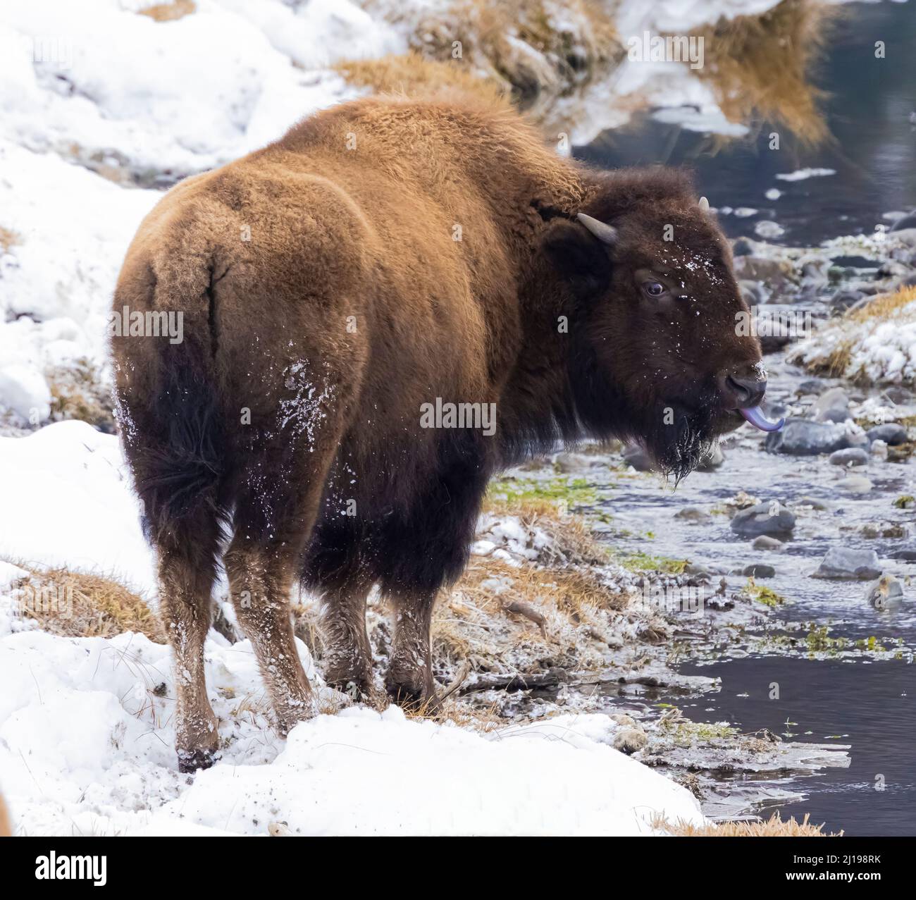 Bisonte nella neve nel Parco Nazionale di Yellowstone Foto Stock