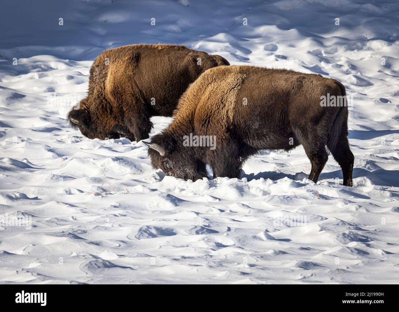 Bisonte nella neve nel Parco Nazionale di Yellowstone Foto Stock