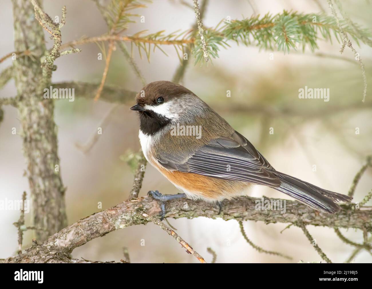 Un chickadee boreale arroccato su un arto di pino conifere a Sax Zim Bog vicino al Centro visitatori. Foto Stock