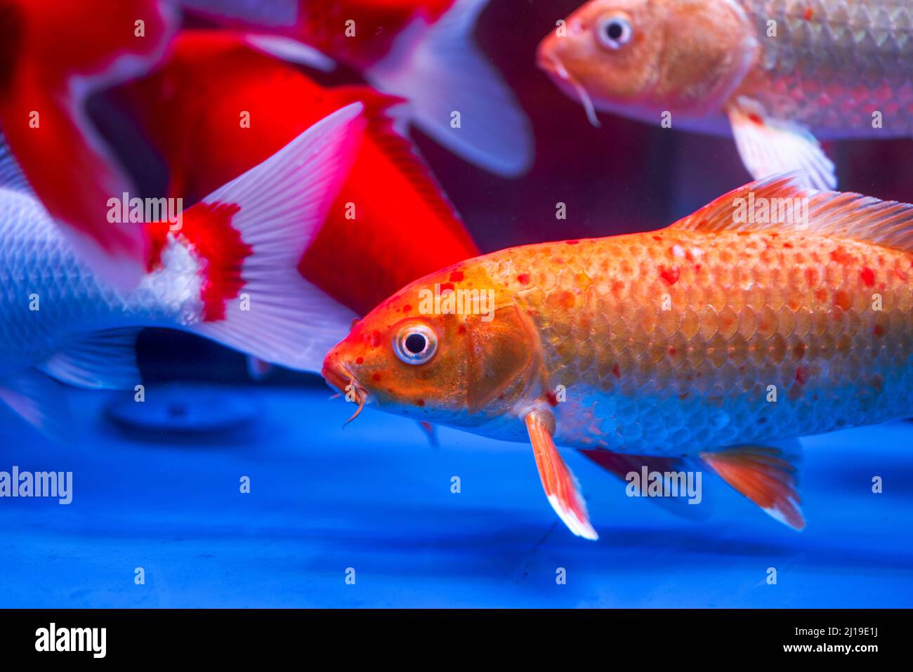 Primo piano della carpa koi grande sollevata in serbatoio di pesce professionale Foto Stock