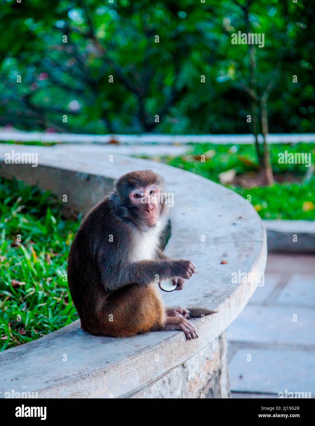Chùa Linh Ứng Bãi Bụt Đà Nẵng Tempio dove le scimmie pendono fuori dal tempio buddista. Foto Stock
