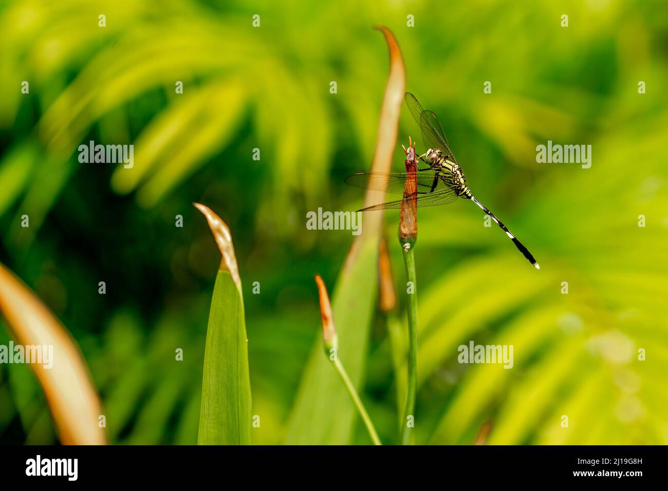Una libellula verde con strisce nere appiche sulla parte superiore della foglia, lo sfondo delle foglie verdi è sfocato Foto Stock