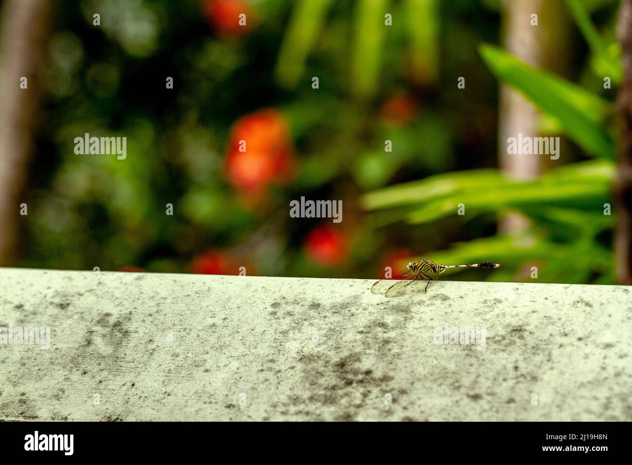 Una libellula verde con strisce nere applique sul muro, lo sfondo delle foglie verdi è sfocato Foto Stock
